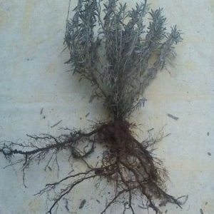 0,95 Ron Butasi de Lavandula Angustifola soi productiv si rezistent la frig seceta si caldura ★★★★★★★PARADIS★★★★★★★ pentru infiintare de culturi pentru extractie de ulei esential de Lavanda, Levantica de cultura LavenderEssentialOil.Eu