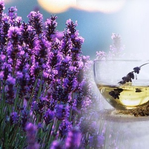 0.99 Ron Butasi de Lavandula Angustifoglium soiul productiv si rezistent la frig seceta si caldura ★★★★★★SEVTOPOLIS★★★★★★ pentru infiintare de culturi pentru extractie de ulei esential de Lavanda, Levantica de cultura LavenderEssentialOil.Eu