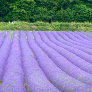 0.99 Ron Butasi de Lavandula Angustifoglium soiul productiv si rezistent la frig seceta si caldura ★★★★★★SEVTOPOLIS★★★★★★ pentru infiintare de culturi pentru extractie de ulei esential de Lavanda, Levantica de cultura LavenderEssentialOil.Eu