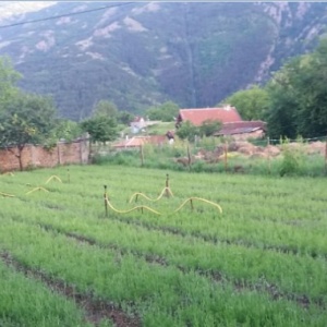 Butasi de Lavanda Sevtopolis certificati 0.59 Ron/ bucata 12.000 Ron/hectar. Garantie un an. Contract achizitie