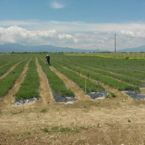45% finantare pentru culturi de Lavanda, contract de achizitie pe termen lung
