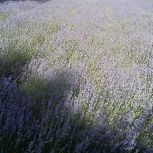 0,95 Ron Butasi de Lavandula Angustifola soi productiv si rezistent la frig seceta si caldura ★★★★★★★PARADIS★★★★★★★ pentru infiintare de culturi pentru extractie de ulei esential de Lavanda, Levantica de cultura LavenderEssentialOil.Eu