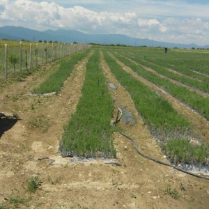 50% finantare pentru culturi de Lavanda, contract de achizitie pe termen lung
