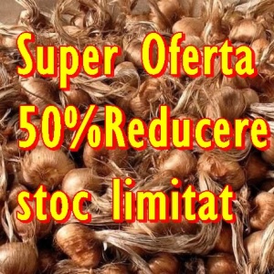 Bulbi de sofran Crocus Sativus marime 7-11+ mixati, 85 lei/0.5kg 100-150bucati/plasa de 500Gr
