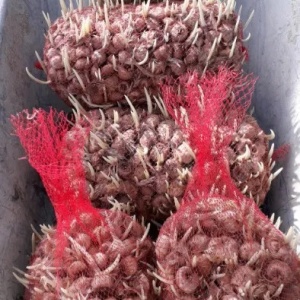 BULBI DE SOFRAN Pregerminati CROCUS SATIVUS MARIME 7-11+ MIXATI, 179 LEI/KG 150-180BUCATI/PLASA DE UN KG LIVRARE GRATUITA IN TOATA TARA