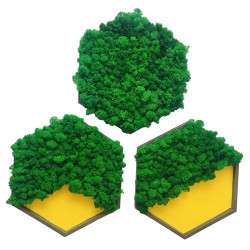 Set de 3 decoratiuni hexagon cu licheni