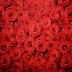 Egy csokor vörös rózsa PUL anyag modern mosható pelenka készítéséhez
