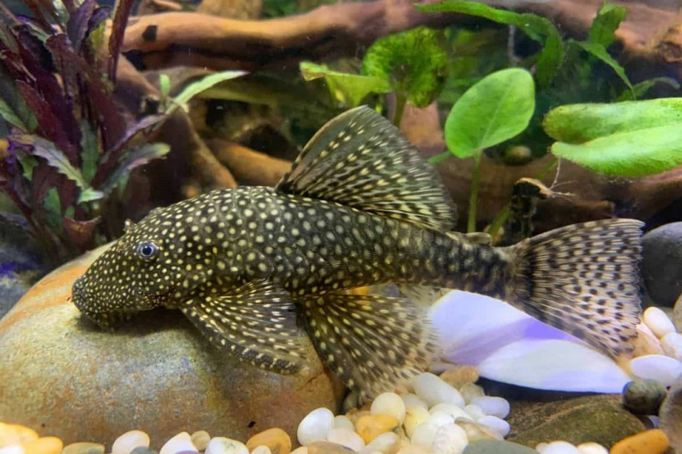 PLECOSTOMUS ALGAR CISTAC (RIBICA)