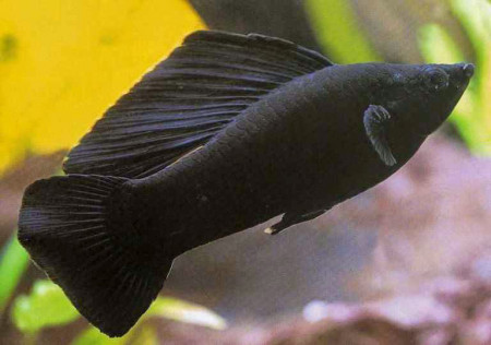 MOLI BLACK (RIBICA)