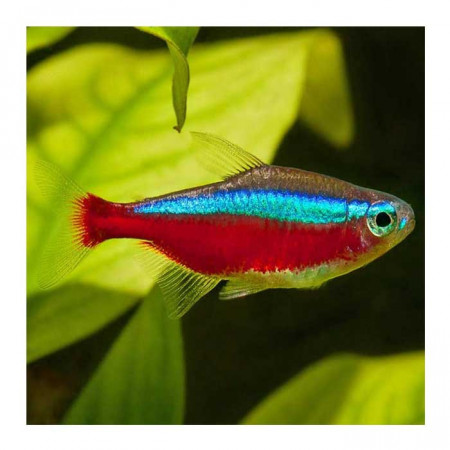 NEONKA PLAVA (RIBICA)