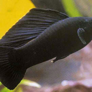 MOLI BLACK (RIBICA)