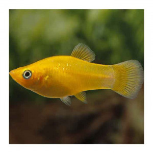 MOLI ZUTA (RIBICA)