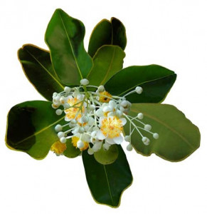 ULJE TAMANU ( KALOFILA ) 20ML, COLD PRESS