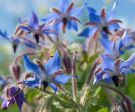 ULJE BORAGO 20ML COLD PRESS
