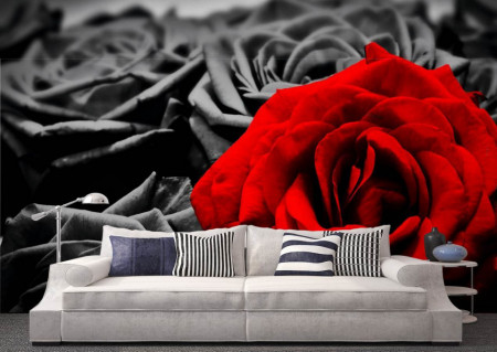 Fototapet, Un trandafir roșu pe un fundal alb-negru