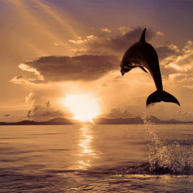 Fototapet, Delfini la apusul soarelui 
