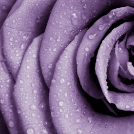 Fototapet, Petale de trandafir violet