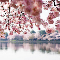 Fototapet, Sakura deasupra lacului