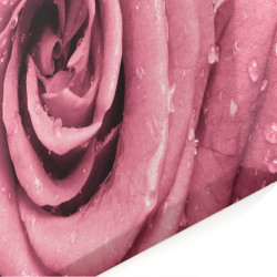 Multicancas, Trandafir roz