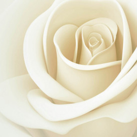 Fototapet, Un trandafir alb