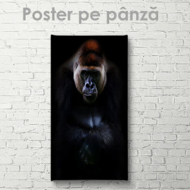 Poster, Gorilă