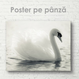 Poster, Lebada alba