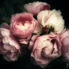 Fototapet, Flori albe și roz