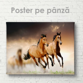 Poster, Doi cai grațioși