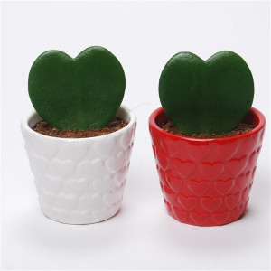 Hoya Kerrii in ghiveci ceramic