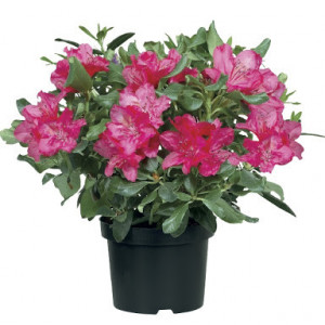 Rododendron