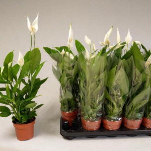 Spathiphyllum - Crinul păcii