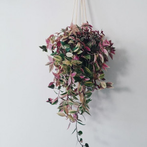 Tradescantia tricolor
