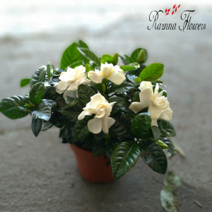 Gardenia Jasminoides