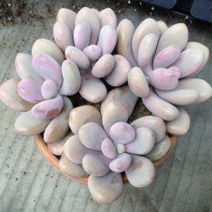 Pachyphytum oviferum