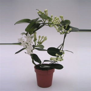 Stephanotis