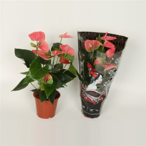 Anthurium la ghiveci