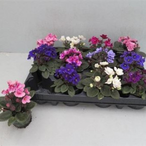 Violete de Parma (Saintpaulia)