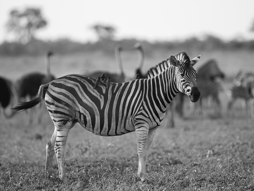 Tablouri Black & White