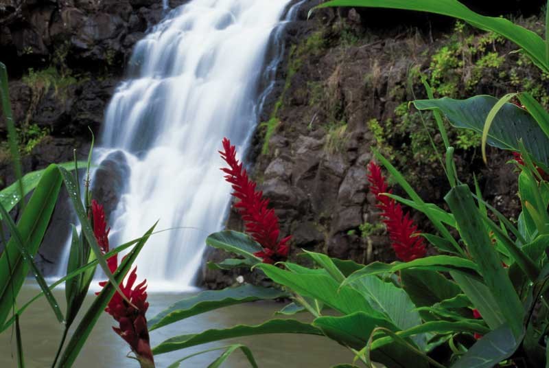 Tablou Cascada cu Flori