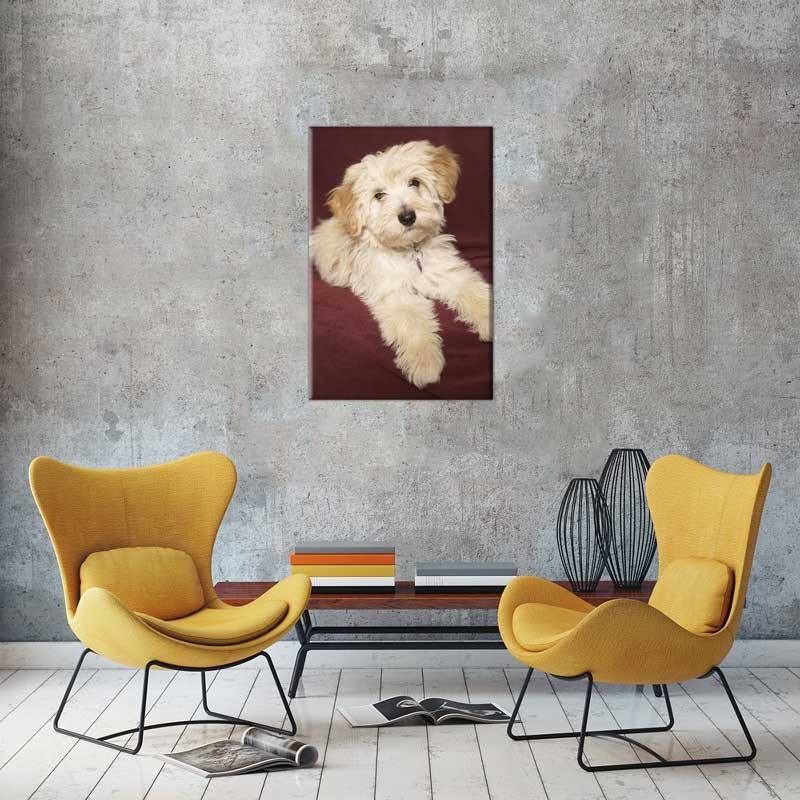 Tablou Caine Shih Tzu