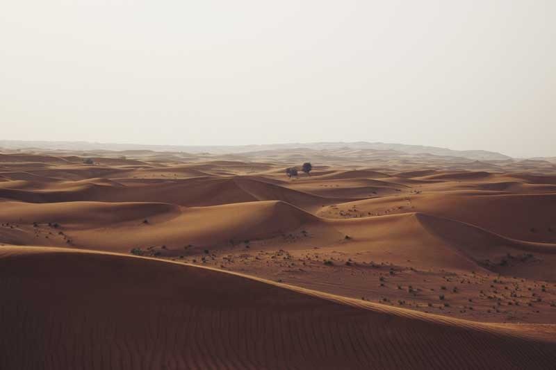 Tablou Copacii din Desert