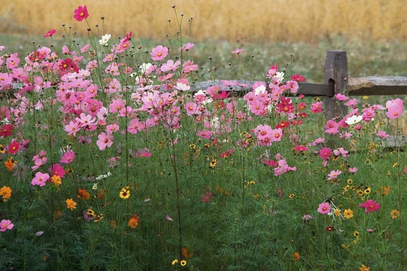Tablou Floricele