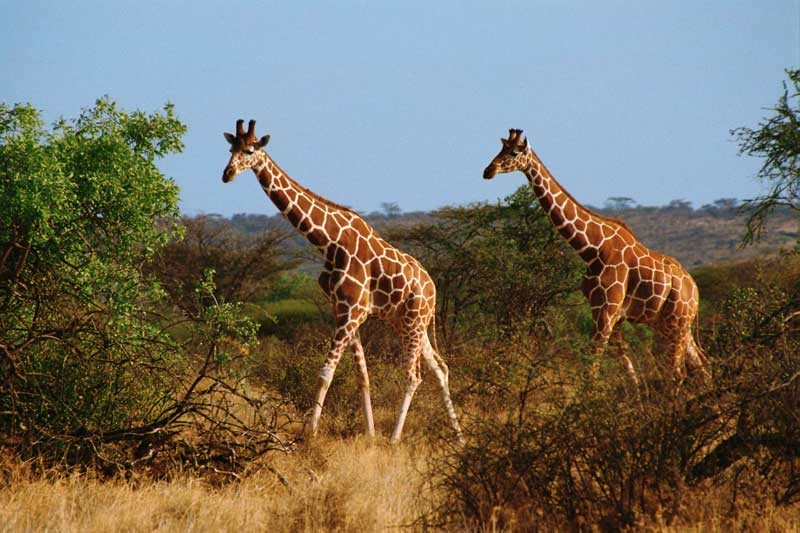 Tablou Girafe