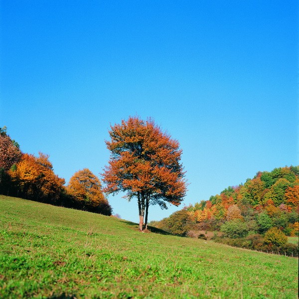 Tablou Copac