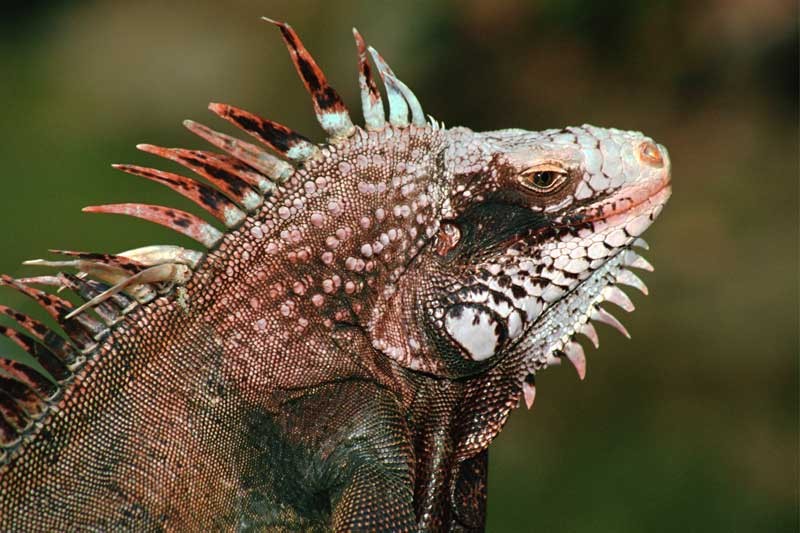 Tablou Iguana