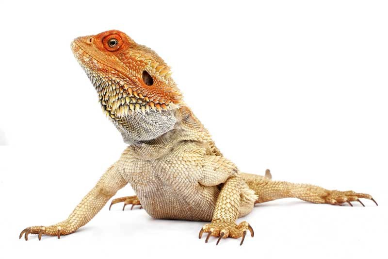 Tablou Iguana