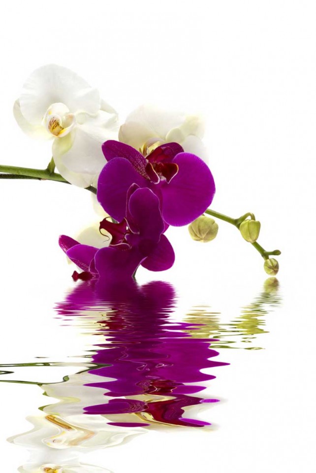 Tablou Orhidee