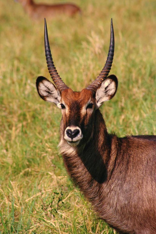 Tablou Antilopa