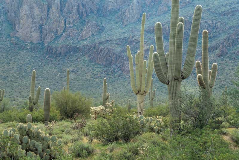 Tablou Cactusi
