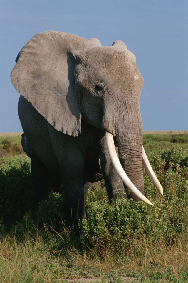 Tablou Elefant